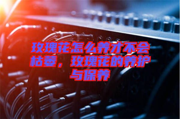 玫瑰花怎么養(yǎng)才不會(huì)枯萎，玫瑰花的養(yǎng)護(hù)與保養(yǎng)