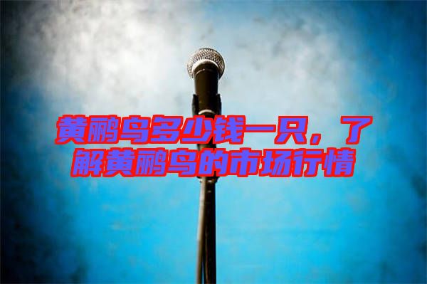 黃鸝鳥多少錢一只，了解黃鸝鳥的市場行情
