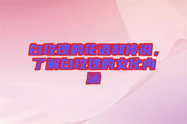 白玫瑰的花語和傳說，了解白玫瑰的文化內(nèi)涵