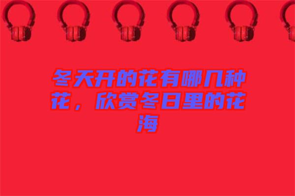 冬天開的花有哪幾種花，欣賞冬日里的花海