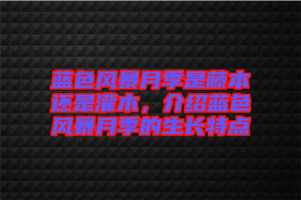 藍色風(fēng)暴月季是藤本還是灌木，介紹藍色風(fēng)暴月季的生長特點